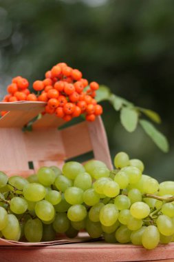Bir avuç üzüm rowan ahşap sepeti vasıl belgili tanımlık pencere ile