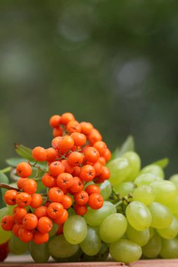 Bir avuç üzüm rowan ahşap sepeti vasıl belgili tanımlık pencere ile