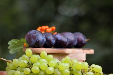 Üzüm, rowan ve mor Erik penceresinde