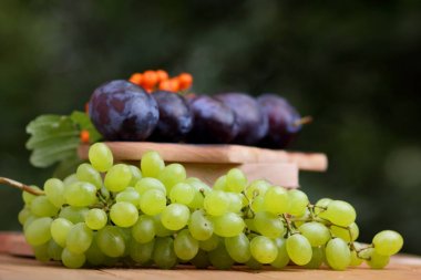 Üzüm, rowan ve mor Erik penceresinde