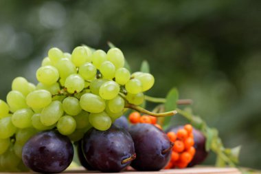 Üzüm, rowan ve mor Erik penceresinde