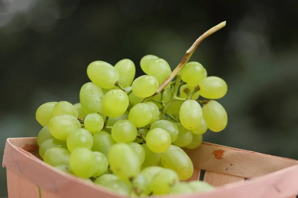 Um monte de uvas verdes em uma cesta de madeira em uma janela — Fotografia de Stock