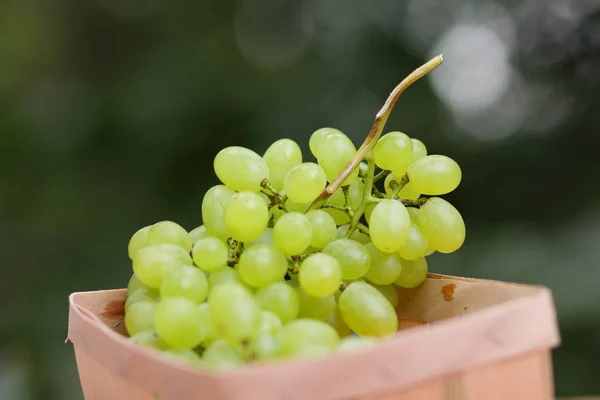 Um monte de uvas verdes em uma cesta de madeira em uma janela — Fotografia de Stock