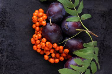 Mavi Erik ve ashberry Tasarımcısı karanlık bir arka plan üzerinde