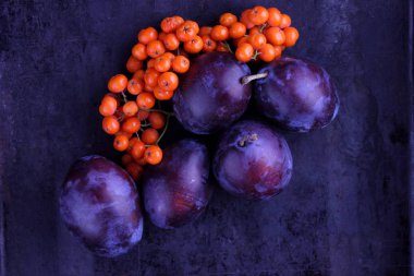 Mavi Erik ve ashberry Tasarımcısı karanlık bir arka plan üzerinde