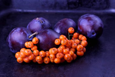 Mavi Erik ve ashberry Tasarımcısı karanlık bir arka plan üzerinde