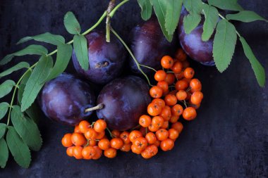 Mavi Erik ve ashberry Tasarımcısı karanlık bir arka plan üzerinde