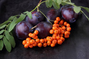 Mavi Erik ve ashberry Tasarımcısı karanlık bir arka plan üzerinde