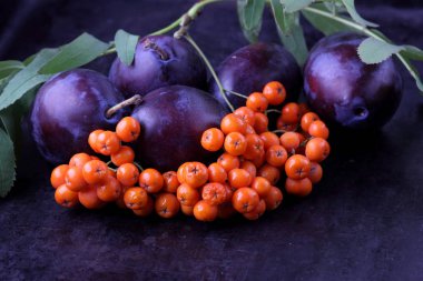 Mavi Erik ve ashberry Tasarımcısı karanlık bir arka plan üzerinde