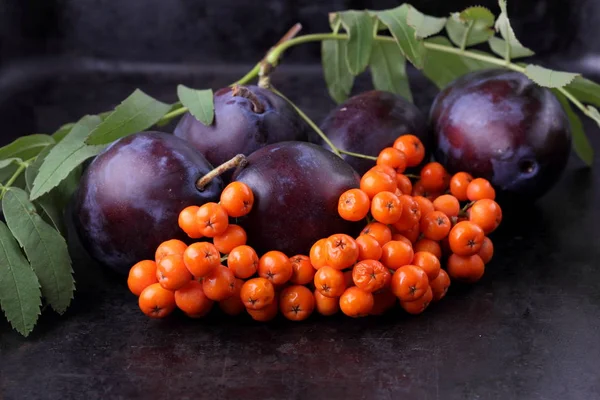 Blue plum and ashberry on a dark background for the designer — Stock Photo, Image