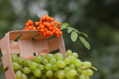 Bir avuç üzüm ve ahşap sepet içinde olgunlaşmış üvez