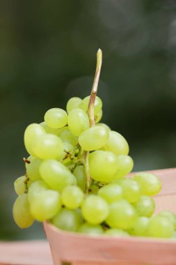 Bir grup için bir tasarımcı ahşap sepet içinde yeşil üzüm