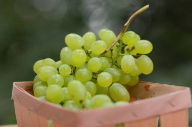 Bir grup için bir tasarımcı ahşap sepet içinde yeşil üzüm