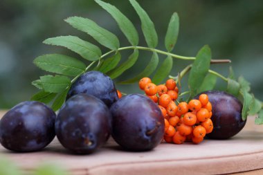 Mavi Erik ve üvez Tasarımcısı ahşap arka plan üzerinde