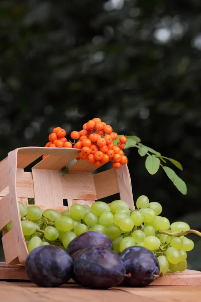 Uvas verdes, ameixas e cinza de montanha em uma cesta de madeira — Fotografia de Stock