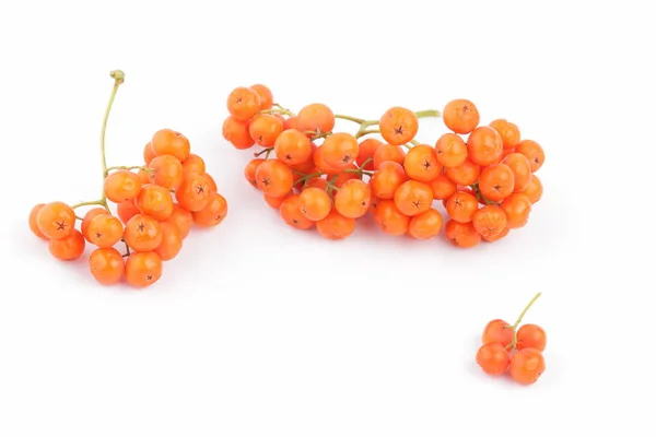 A lot of rowan berries on a white background for designer — Stock Photo, Image