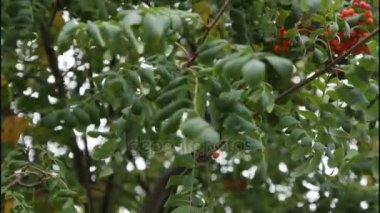 Yaprakları ve meyveleri dağ kül Güz bir tasarımcı için bir botanik bahçesinde video