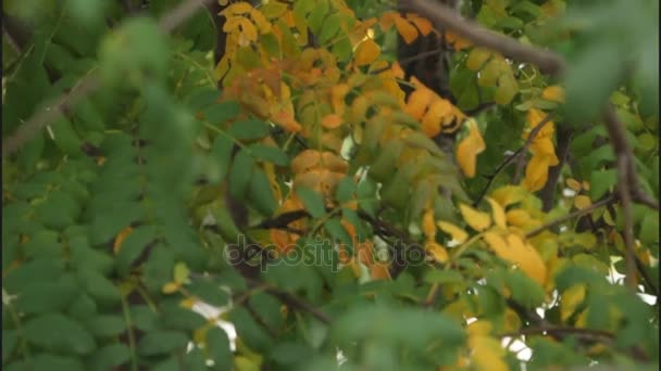 Video de hojas y bayas de fresno de montaña en otoño en un jardín botánico para un diseñador — Vídeos de Stock