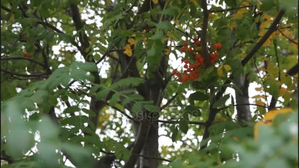 Відео Листя Ягоди Горобини Восени Ботанічному Саду Дизайнера — стокове відео
