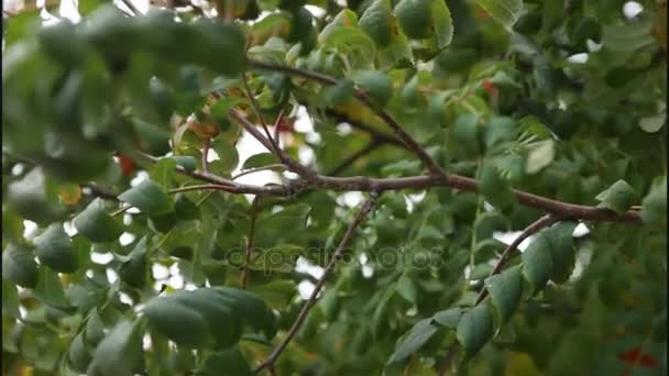 Video Listů Plodů Mountain Ash Podzim Botanické Zahradě Pro Návrháře — Stock video