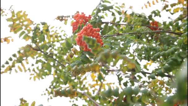 葉とデザイナーの植物園の秋の山の灰のベリーのビデオ — ストック動画