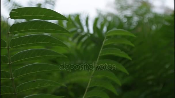 Zelené listy kapradí Sway za větru v botanické zahradě