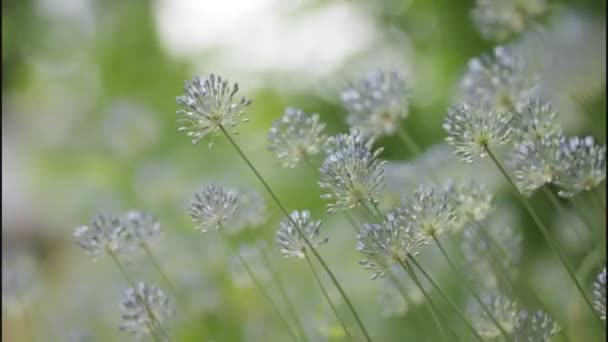 春の野の緑の草にブルーの野の花を振ってください。 — ストック動画