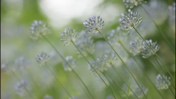 Acenando flores silvestres azuis em grama verde no campo de primavera — Vídeo de Stock