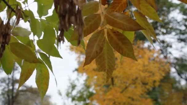 Жовті листя дерев ширяють з вітру восени в парку — стокове відео
