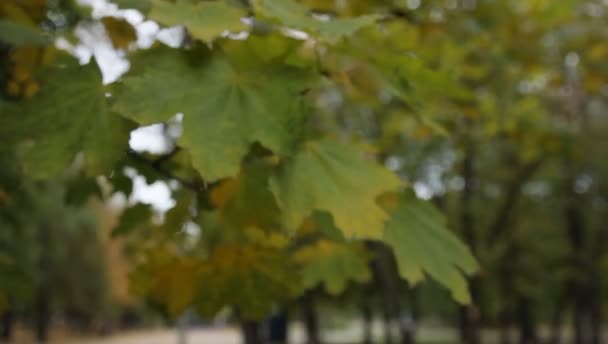 Les feuilles jaunes des arbres se balancent du vent en automne dans le parc 