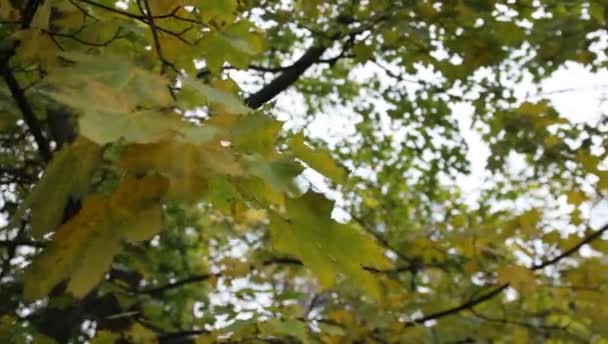 Les feuilles jaunes des arbres se balancent du vent en automne dans le parc 