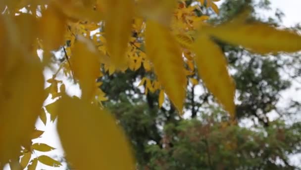 Gula blad på träden svajar från vinden i höst i parken — Stockvideo