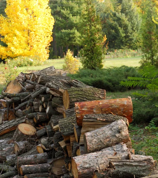 Deforestation, felled tree trunks in the forest, environmental protection, causes of global warming, climate change, farming, — Stock Photo, Image