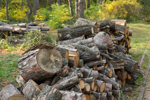 Desflorestação, troncos de árvores derrubadas na floresta, protecção do ambiente, causas do aquecimento global, alterações climáticas, agricultura , — Fotografia de Stock