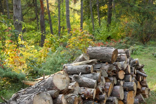 Deforestation, felled tree trunks in the forest, environmental protection, causes of global warming, climate change, farming, — Stock Photo, Image