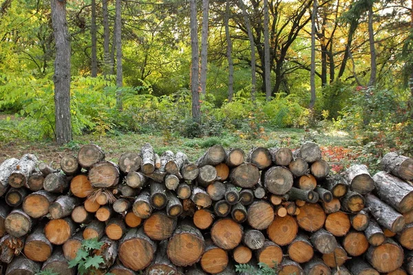 Desflorestação, troncos de árvores derrubadas na floresta, protecção do ambiente, causas do aquecimento global, alterações climáticas, agricultura , — Fotografia de Stock