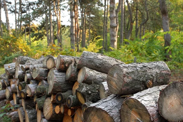 Desflorestação, troncos de árvores derrubadas na floresta, protecção do ambiente, causas do aquecimento global, alterações climáticas, agricultura , — Fotografia de Stock