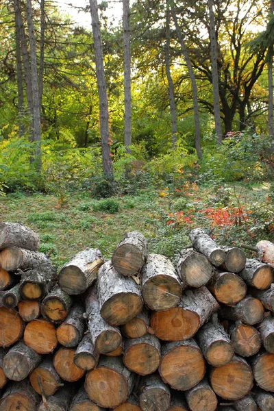 Desflorestação, troncos de árvores derrubadas na floresta, protecção do ambiente, causas do aquecimento global, alterações climáticas, agricultura , — Fotografia de Stock