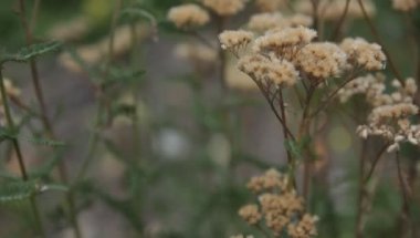 Civanperçemi yeşil çim retro tarzı bulanık bir arka plan üzerinde çerçevede bir rüzgarda sallayarak Kuru