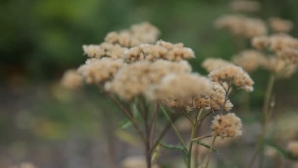 Yarrow seco ondeando en el viento contra un fondo de hierba verde sobre un fondo borroso en estilo retro — Vídeos de Stock