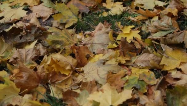 Hojas amarillas yacen en la hierba, las hojas se balancean en el viento en el parque de otoño — Vídeo de stock