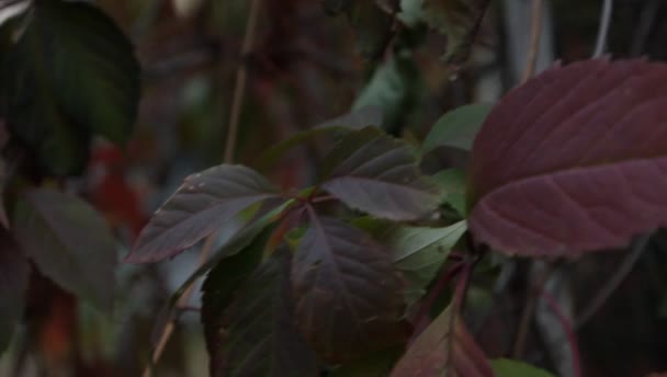 Röda och gula blad av vilda druvor gungning under vinden i en park i retrostil — Stockvideo