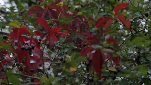 Foglie rosse e gialle di uva selvatica ondeggiano sotto il vento in un parco in stile retrò — Video Stock