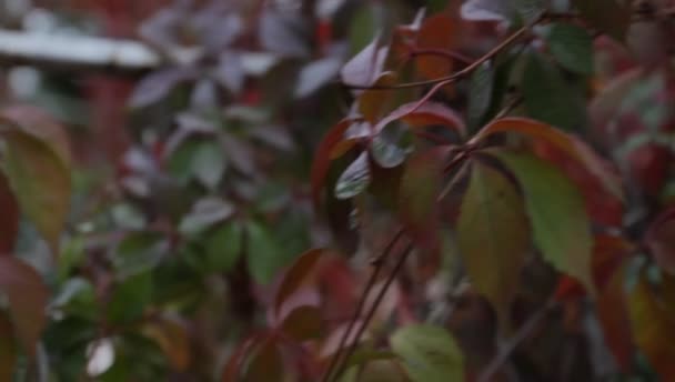 Hojas rojas y amarillas de uvas silvestres se balancean bajo el viento en un parque de estilo retro — Vídeo de stock