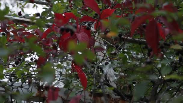 Hojas rojas y amarillas de uvas silvestres se balancean bajo el viento en un parque de estilo retro — Vídeo de stock