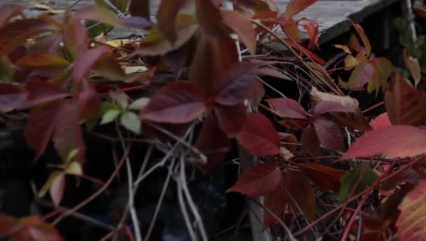Röda och gula blad av vilda druvor gungning under vinden i en park i retrostil — Stockvideo