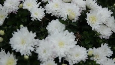 Retro tarzı sonbahar günü bahçesinde Beyaz Krizantem