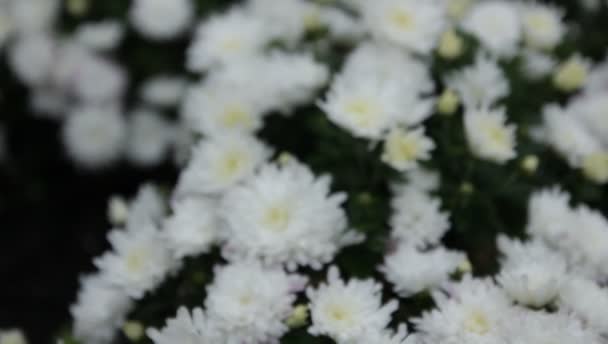 Weiße Chrysanthemen im Garten am Herbsttag im Retro-Stil — Stockvideo