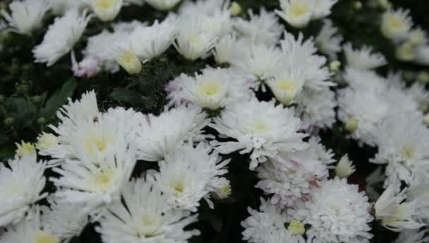 White chrysanthemums in the garden in autumn day in retro style — Stock Video