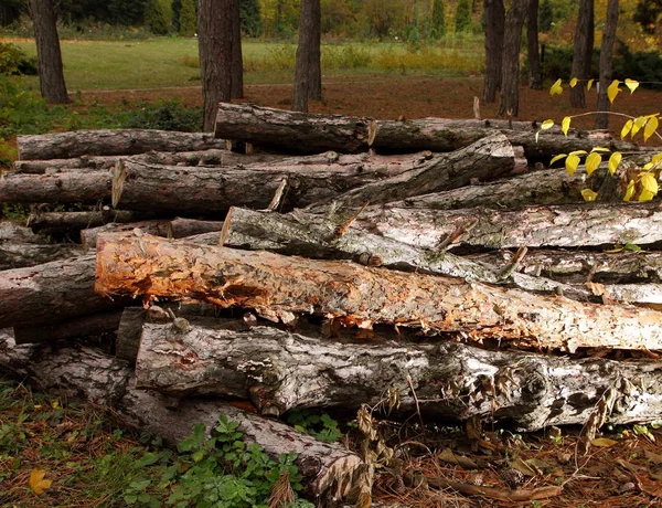 Desflorestação, troncos derrubados de pinheiros numa floresta, árvores, tocos, troncos para aquecimento, poluição, aquecimento global, alterações climáticas — Fotografia de Stock